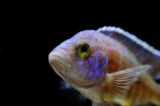 Colorful african cichlid aulonocara fish