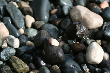 Seashell and pebbles on a beach