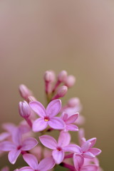 soft blooming lilac