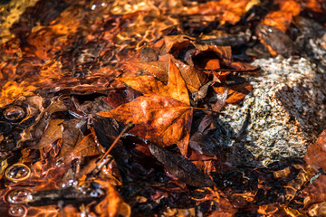 Fall Leaves