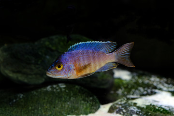 Colorful african cichlid aulonocara fish