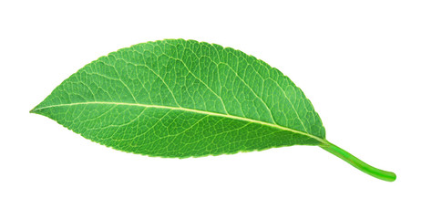 Pear leaf isolated on a white background with clipping path. One of the best isolated pears leaves that you have seen.