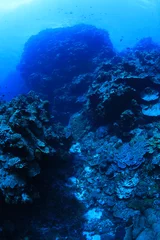 Foto op Aluminium Beautiful coral scenery underwater in the Bougainville reef © aquapix
