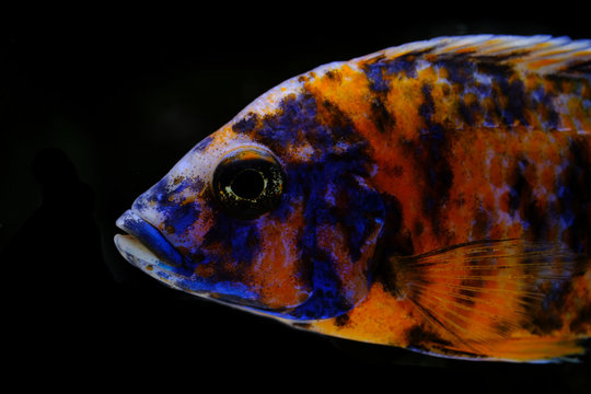 Colorful african cichlid aulonocara fish