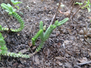 APDSC DIGITAL CAMERA Suculentas