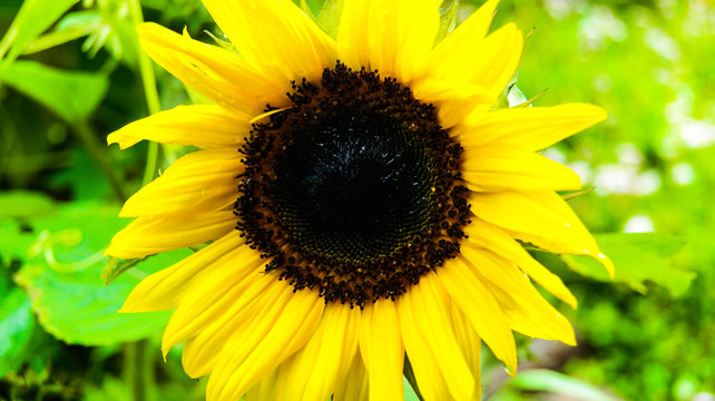 Beautiful sunny flower, single yellow sunflower.