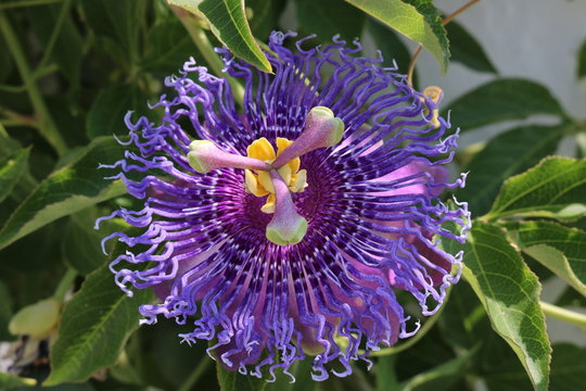 Fleur