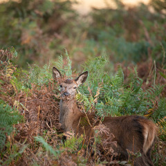 Stunning portrait of red deer hind in colorful Autumn forest landscape