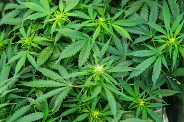Cannabis at the beginning of flowering. Young cannabis plant. In door grow hemp. Medicinal indica...