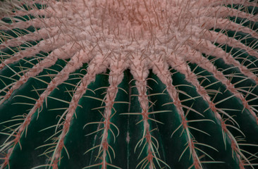 Macro de cactus Echinocactus grusonii o Asiento de suegra, espacio libre, copy-space