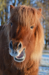 Isländer im Winter