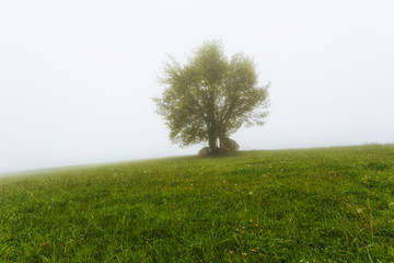 Fototapeta na wymiar Lonely tree, a beach, on a foggy day