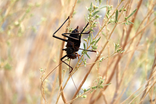 armored cricket (Hetrodes pupus) - Namibia Africa