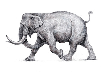 Obraz premium Indian elephant attack. Hand made pencil drawing. 