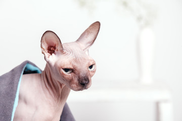 Naked cat canadian Sphinx sitting covered with a blanket on a blurred background of a white wall and a vase of flowers