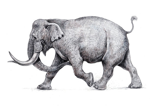 Indian elephant attack. Hand made pencil drawing.	