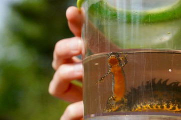 Animal in Glas