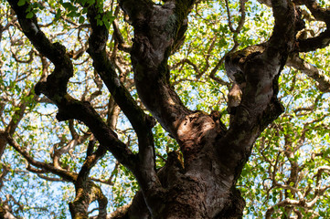 Milkwood trees creating lovely shade.