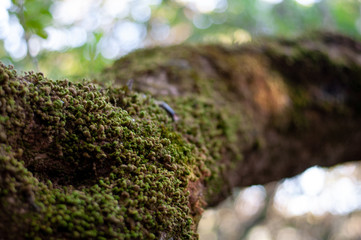 Green moss growing on a tree.