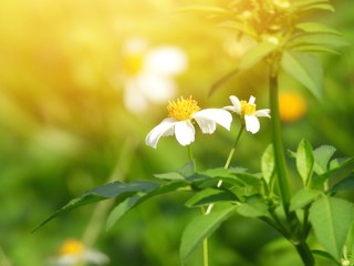 Blurred photo of Wild chamomile flowers on a field on a sunny day. Blurred background 