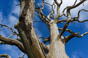 Dead Tree lightning strike in a field in Nottinghamshire .