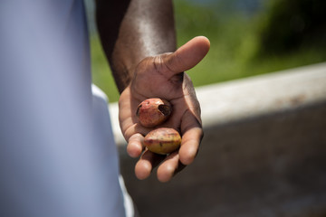 Walnuts Picked from a tree in the Caribbean