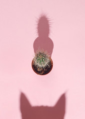 Cat vs cactus. Curious cat shadow and small cactus on pink background. Hard light. Top view. Flat lay. Curiousity concept. © Northern life