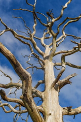 Dead Tree lightning strike in a field in Nottinghamshire .