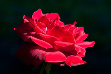 Close up natural beautiful roses flower in the garden. Selective focus