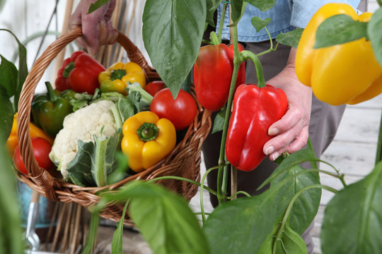 hands woman in vegetable garden with wicker basket picking colored red sweet peppers from lush green plants, growth and harvest concept, close up