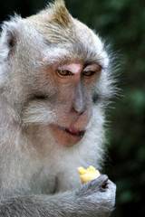 Long-tailed Macaque eating banana - Bali Indonesia