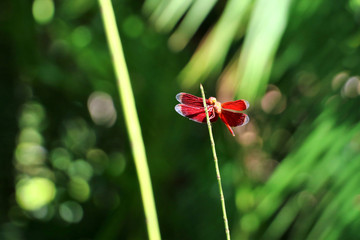 red dragonfly - Bali Indonesia