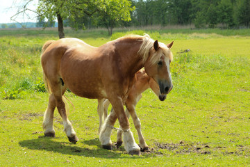 Strolling horse on the meadow with the young. He has his legs tethered.