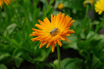  36/5000 big flower on a green meadow with an insect