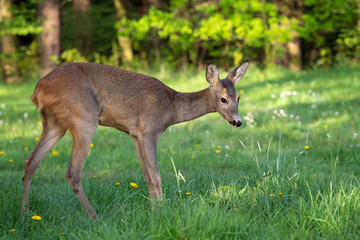Roe deer, Capreolus capreolus. Wild roe deer in nature.
