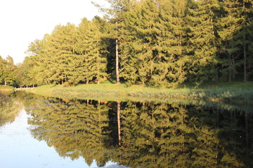 The reflected pine forest in the water