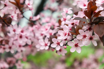 Pink flowers on a tree. Cherry blossom at the park. Spring sunny day
