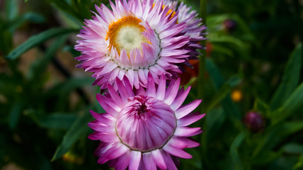 Immortelle - pink flower helihrizum.