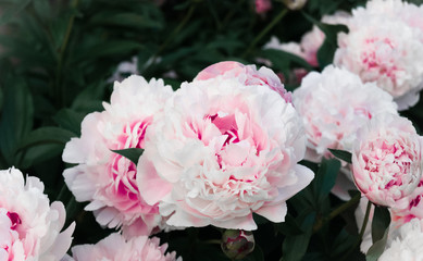 Delicate pink flowering peonies