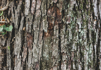 Abstract background with close up of old textured gray and brown pine tree bark with green moss and leaves. Wavy bright grained wooden texture
