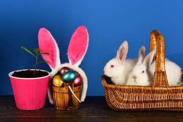 Easter eggs family cute bunny with funny bunny ears. Easter egg ideas for happy family.