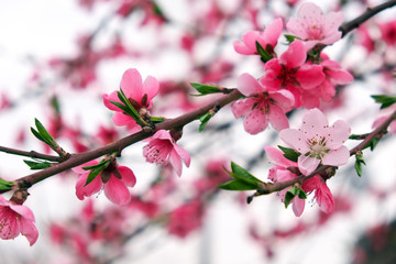 Fototapeta na wymiar Pink flowers on a tree. Peach blossom at the park. Spring sunny day