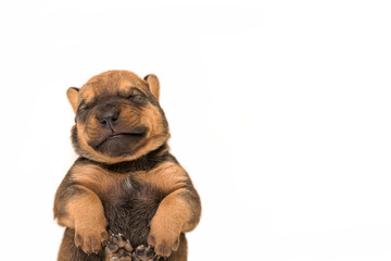 Obraz premium cute puppy isolated in white background