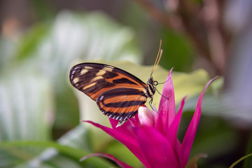 Butterfly on a flower