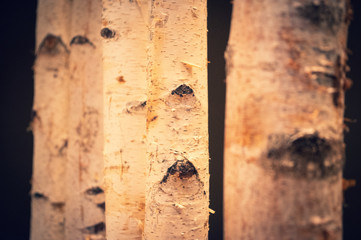 Several trunks of birch trees in an apartment for decoration
