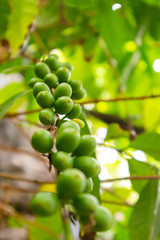 Twig Of Fresh Coffee Fruits Growing at Farm