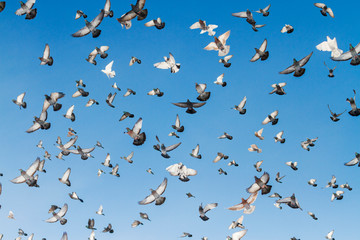 Obraz premium dove with spread wings in the blue sky