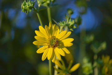 honey bee on a sunflower