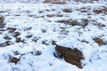 frozen wetland, winter field, a lot of snow fell after a snowstorm, cold weather, dry autumn, tall grass bends under the weight of snowdrifts, natural landscape, background texture