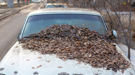 Yellow leaves fall from the trees because they fall into the windshield of a car parked under a tree. Because the car is dirty when not clean